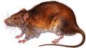 rat